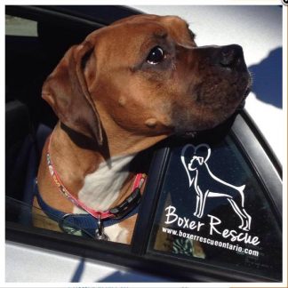 Boxer Rescue Ontario Decals