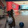 Bowling For Boxers Sponsorships - Image 2